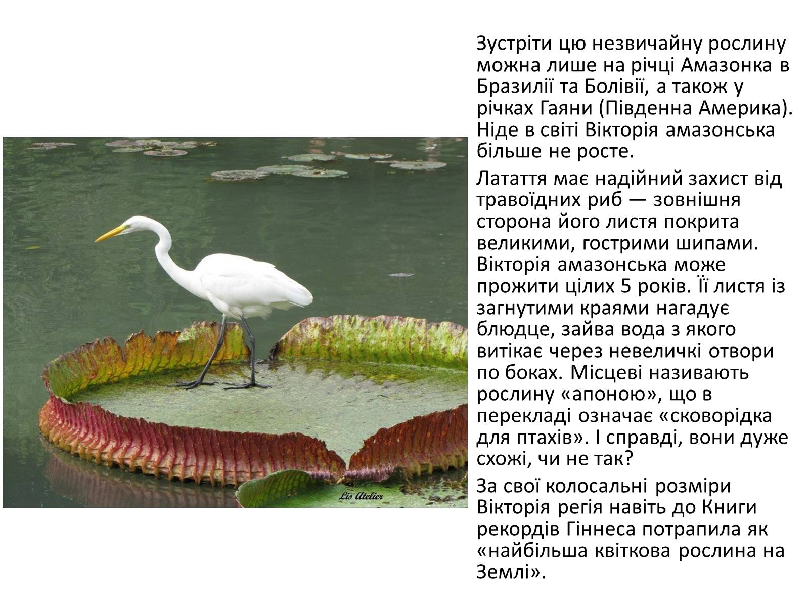 Презентація на тему «Рекорди Гінеса рослин і тварин» - Слайд #6 Презентація на тему «Рекорди Гінеса рослин і тварин» - Слайд #6