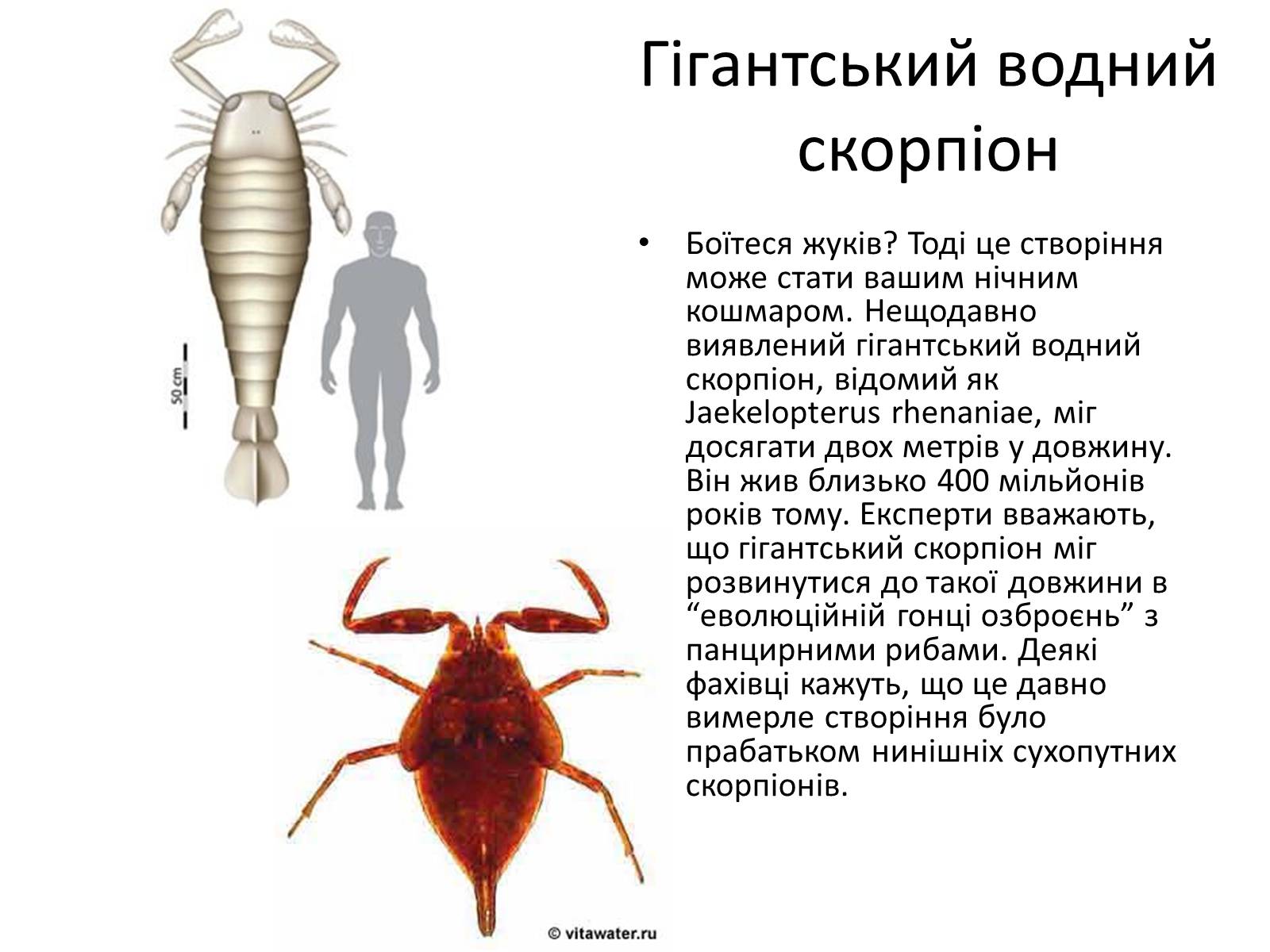 Презентація на тему «Рекорди Гінеса рослин і тварин» - Слайд #9 Презентація на тему «Рекорди Гінеса рослин і тварин» - Слайд #9