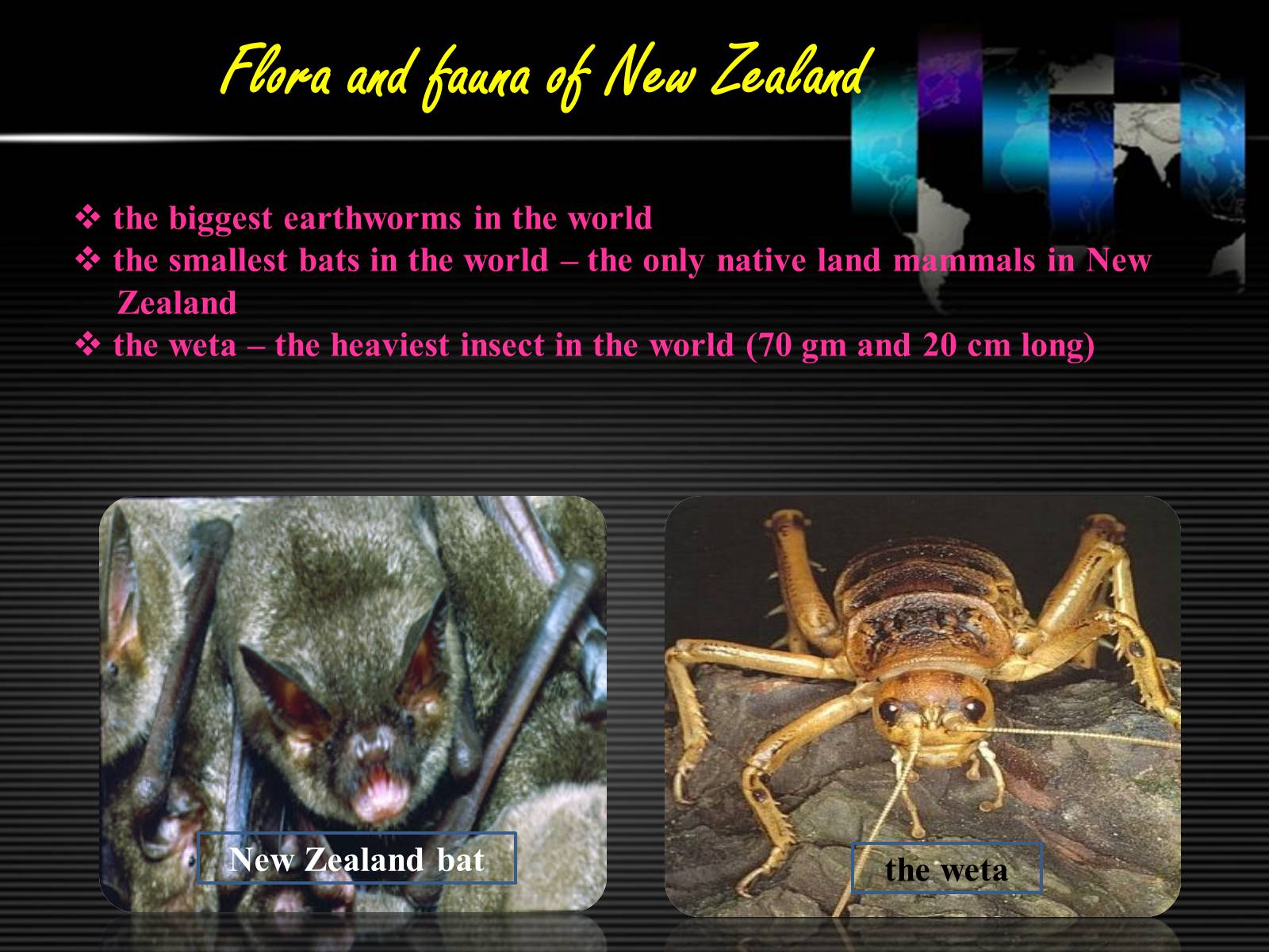 Презентація на тему «New Zealand» (варіант 6) - Слайд #10 Презентація на тему «New Zealand» (варіант 6) - Слайд #10