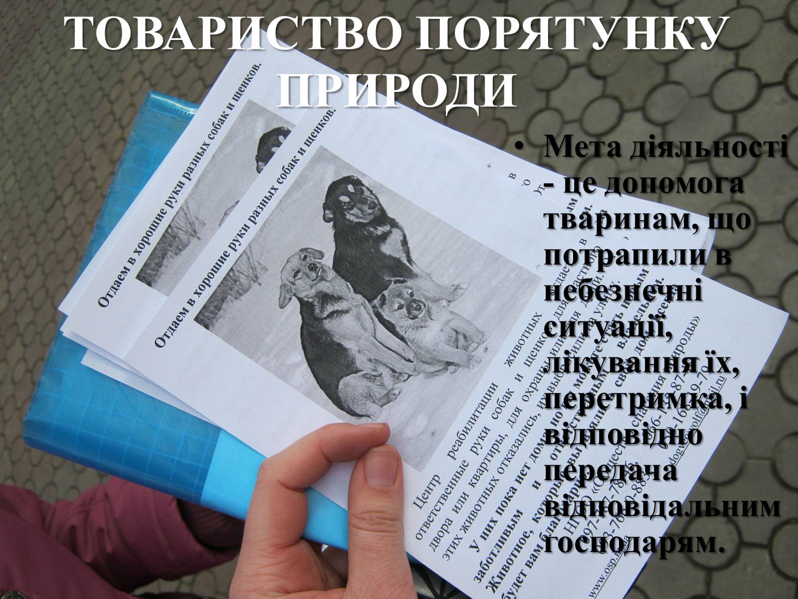 Презентація на тему «Захист безпритульних тварин» - Слайд #13 Презентація на тему «Захист безпритульних тварин» - Слайд #13
