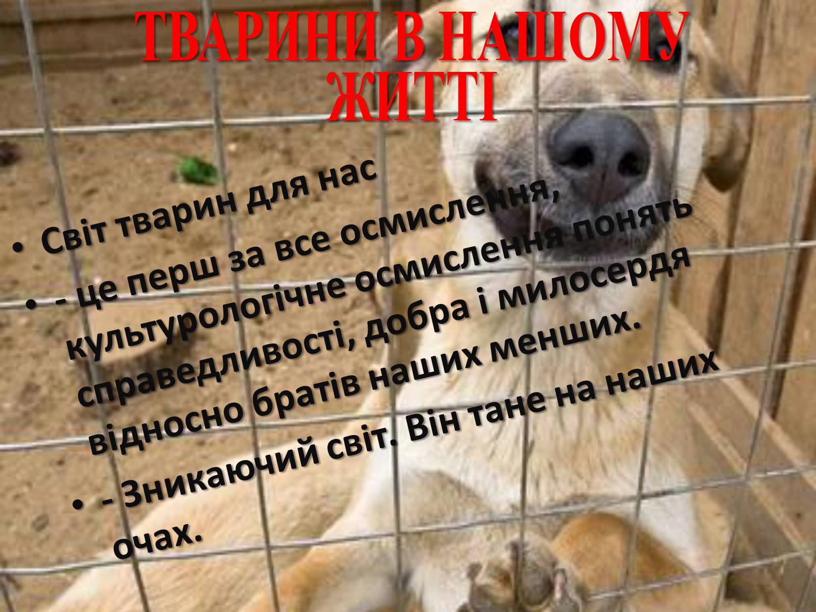 Презентація на тему «Захист безпритульних тварин» - Слайд #3 Презентація на тему «Захист безпритульних тварин» - Слайд #3