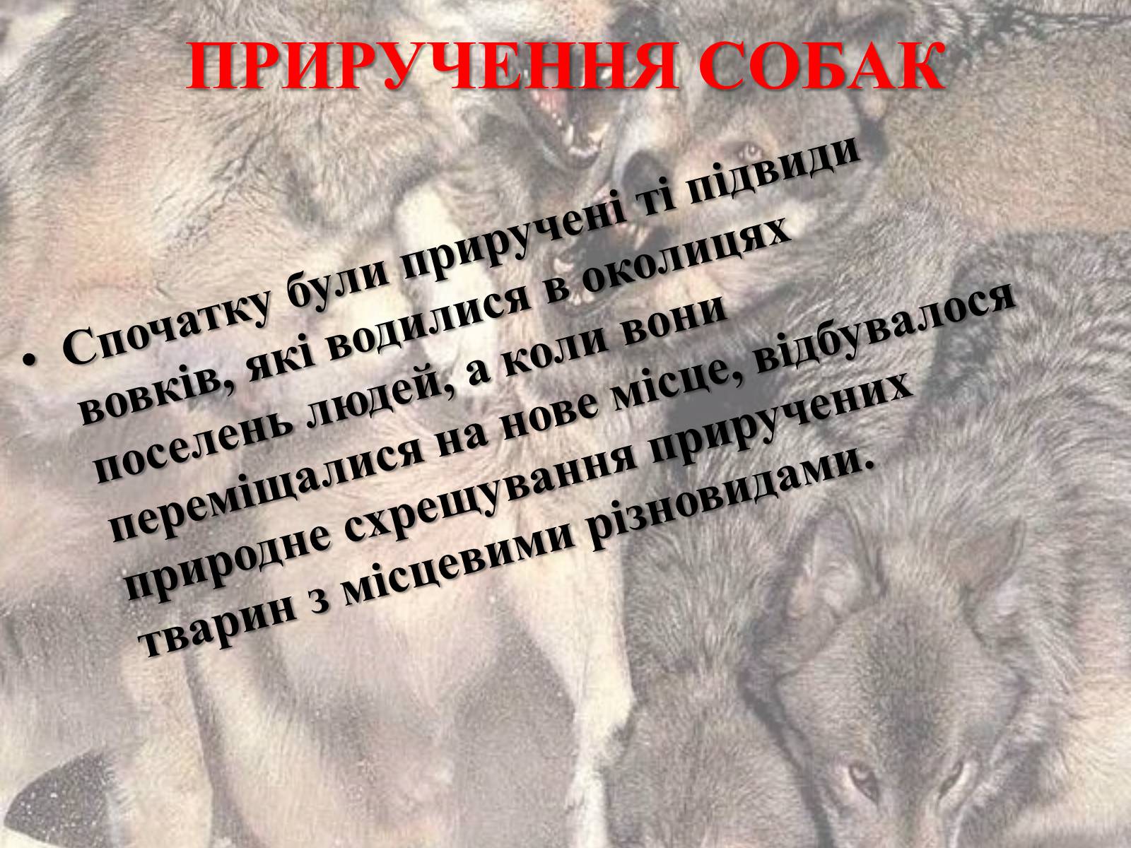 Презентація на тему «Захист безпритульних тварин» - Слайд #5 Презентація на тему «Захист безпритульних тварин» - Слайд #5