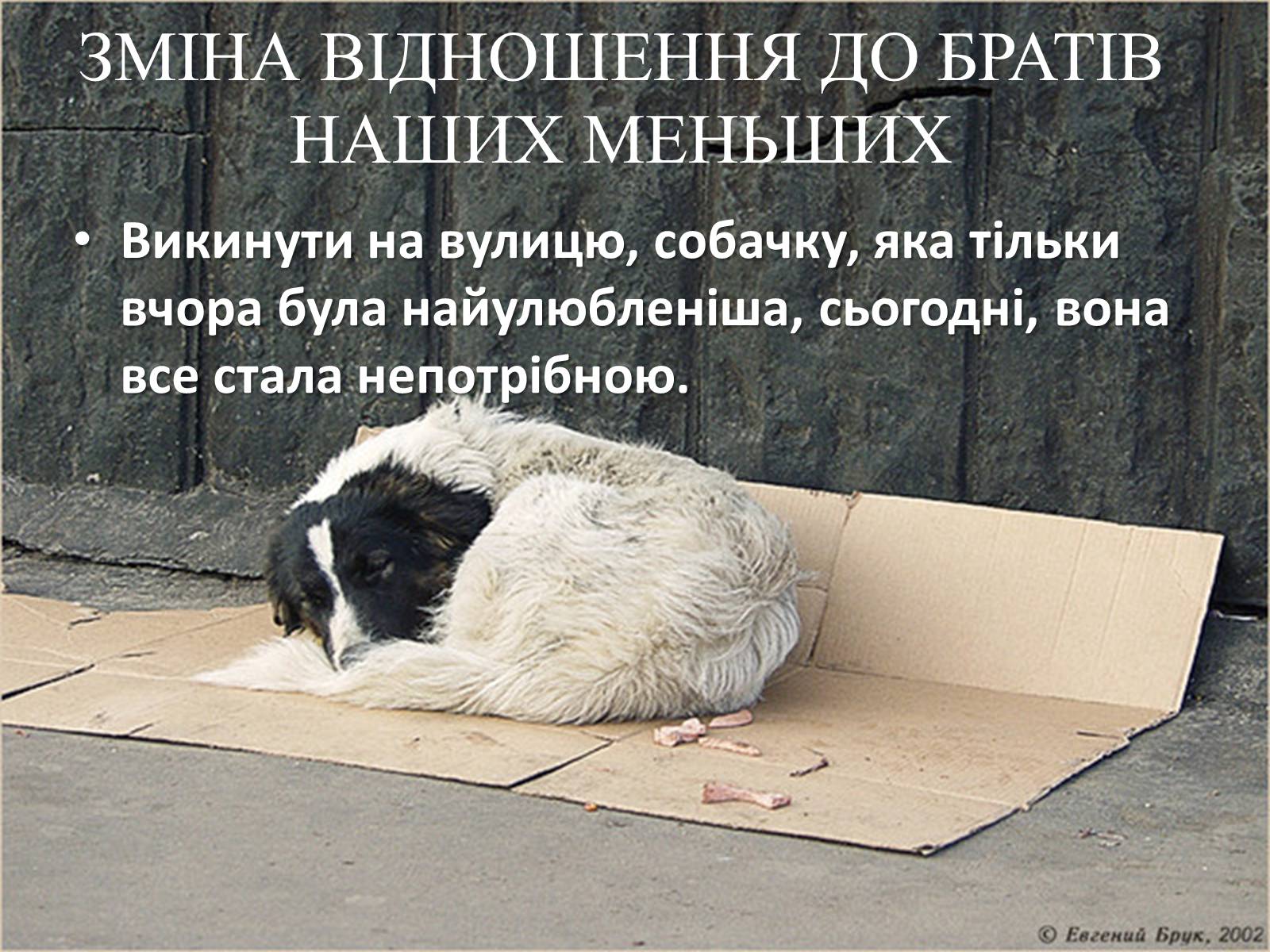 Презентація на тему «Захист безпритульних тварин» - Слайд #6 Презентація на тему «Захист безпритульних тварин» - Слайд #6