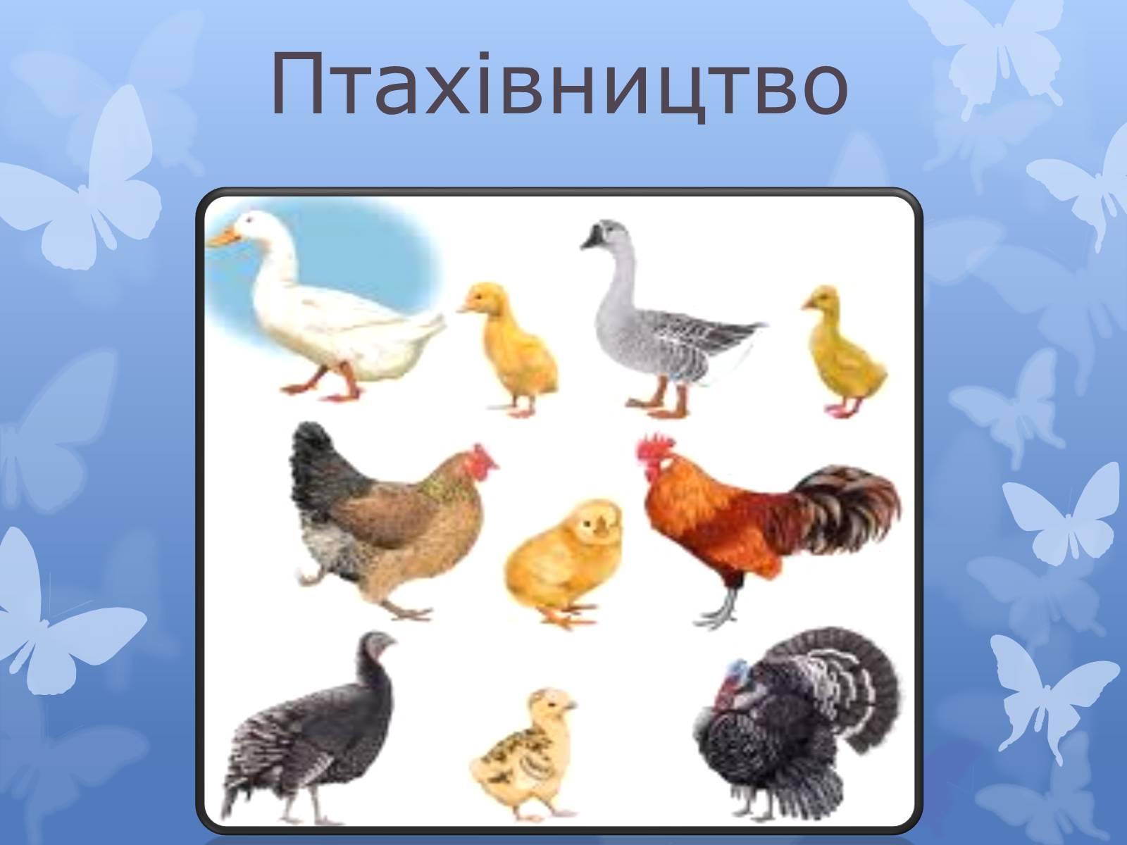 Презентація на тему «Птахівництво» (варіант 2) - Слайд #1 Презентація на тему «Птахівництво» (варіант 2) - Слайд #1