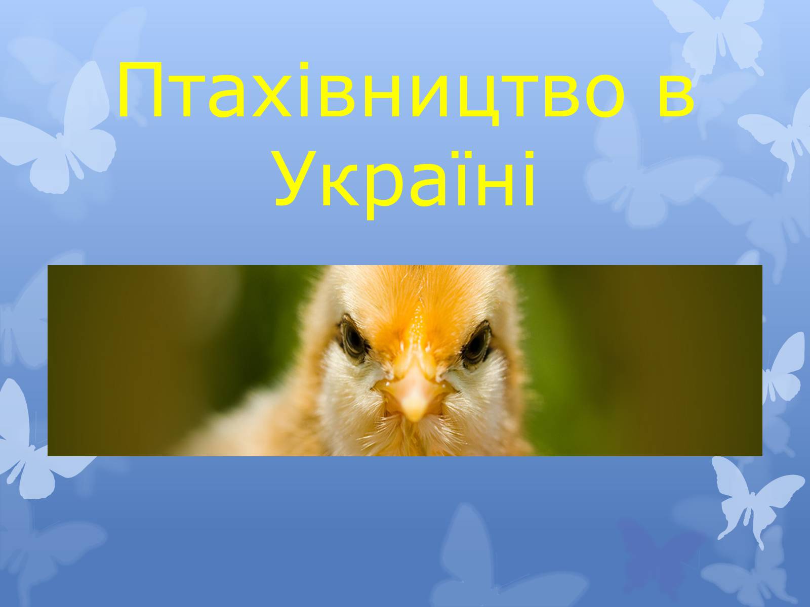 Презентація на тему «Птахівництво» (варіант 2) - Слайд #16 Презентація на тему «Птахівництво» (варіант 2) - Слайд #16