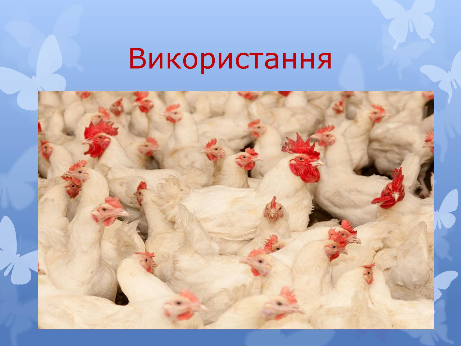 Презентація на тему «Птахівництво» (варіант 2) - Слайд #18 Презентація на тему «Птахівництво» (варіант 2) - Слайд #18