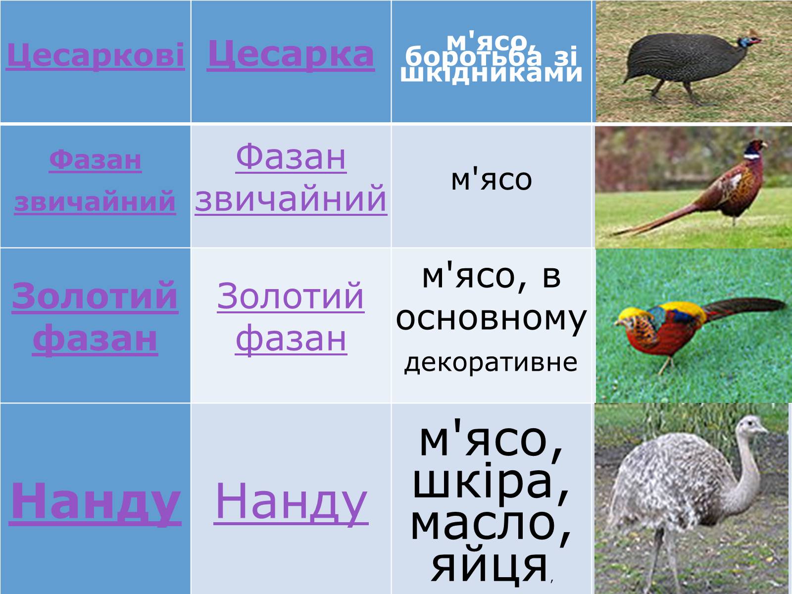 Презентація на тему «Птахівництво» (варіант 2) - Слайд #22 Презентація на тему «Птахівництво» (варіант 2) - Слайд #22