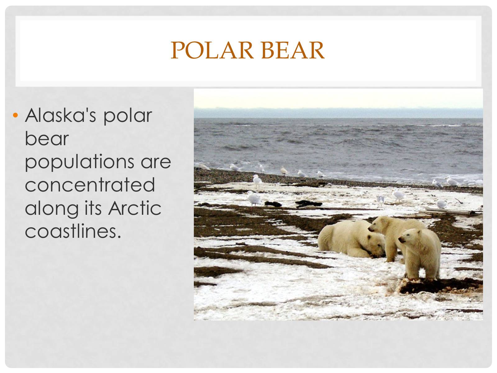 Презентація на тему «Alaska» - Слайд #7 Презентація на тему «Alaska» - Слайд #7