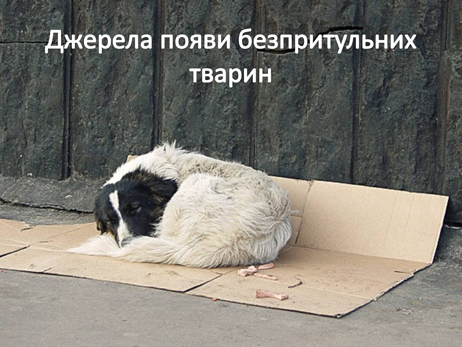 Презентація на тему «Проблема безпритульних тварин» - Слайд #11 Презентація на тему «Проблема безпритульних тварин» - Слайд #11