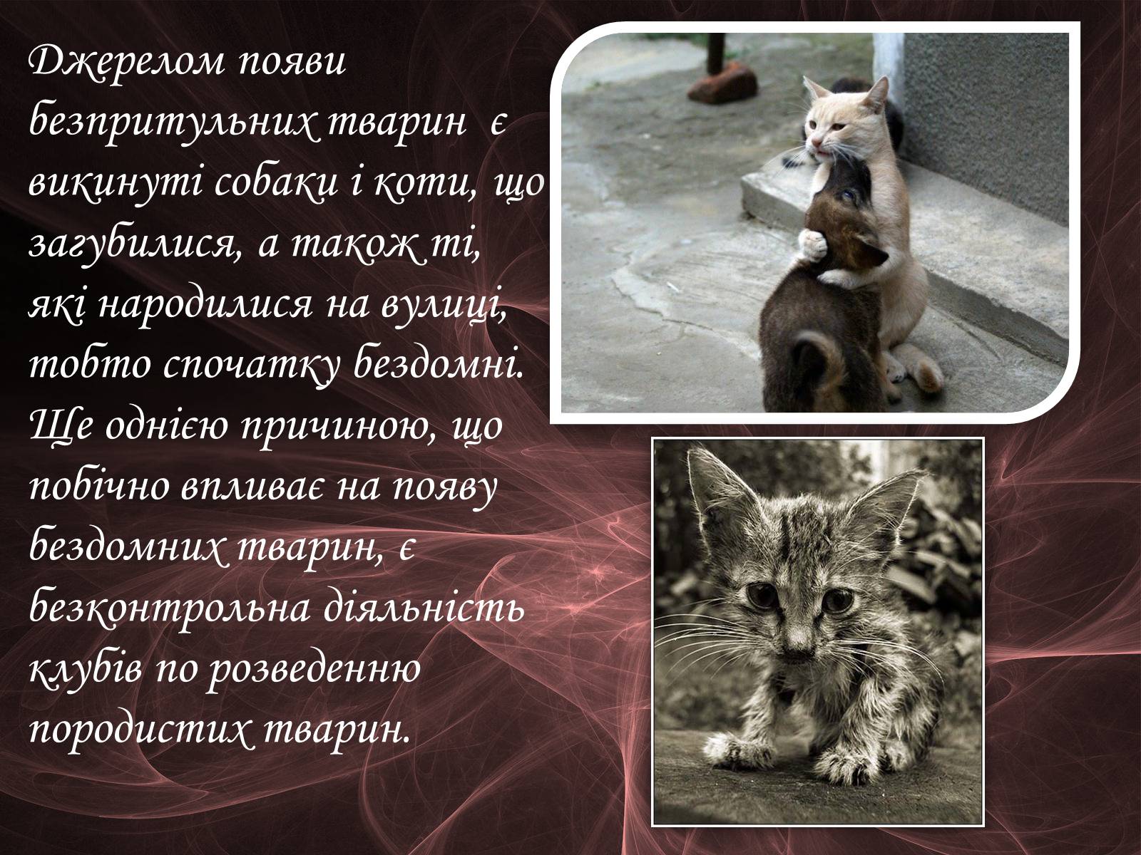 Презентація на тему «Проблема безпритульних тварин» - Слайд #12 Презентація на тему «Проблема безпритульних тварин» - Слайд #12