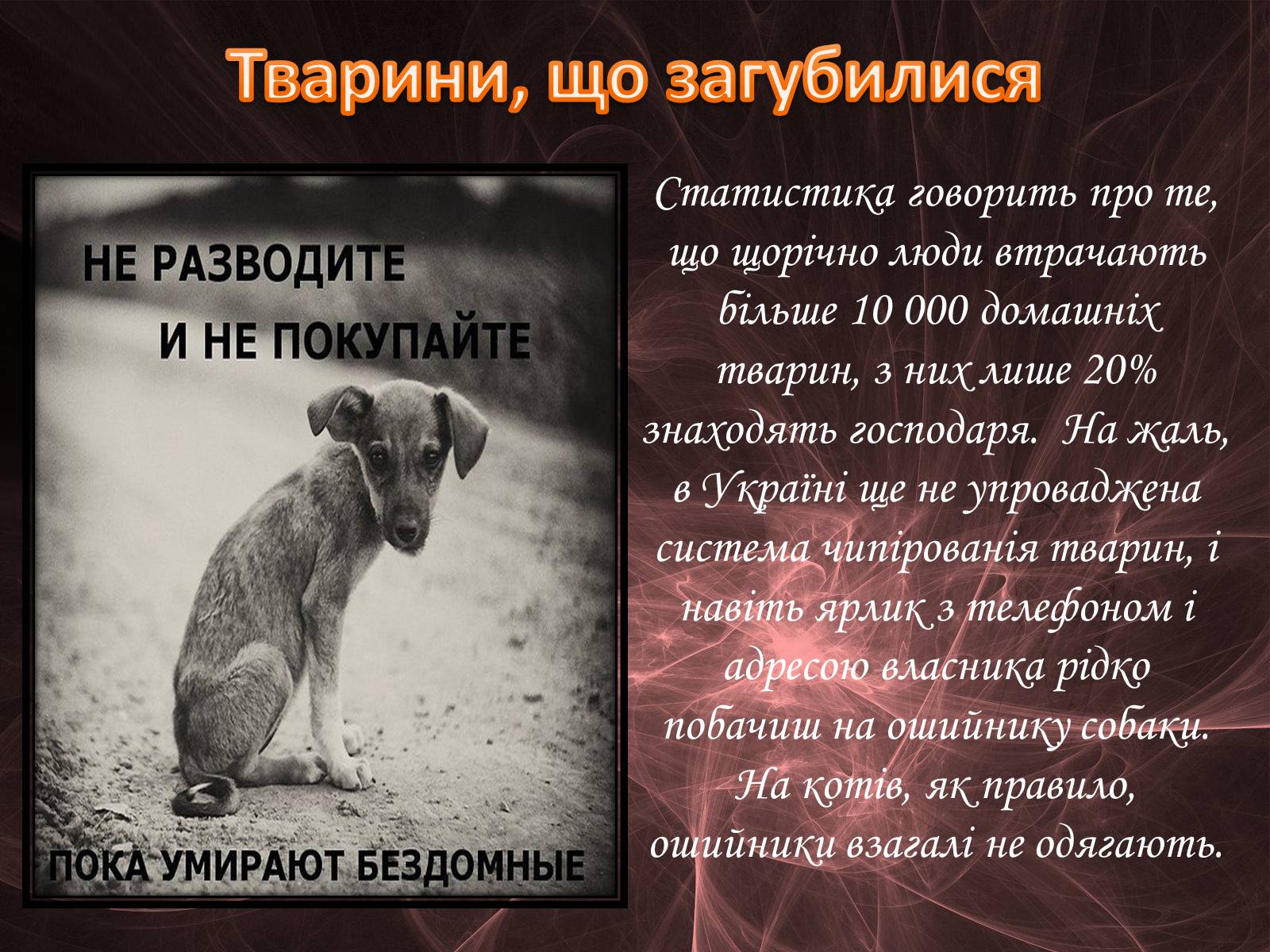Презентація на тему «Проблема безпритульних тварин» - Слайд #14 Презентація на тему «Проблема безпритульних тварин» - Слайд #14