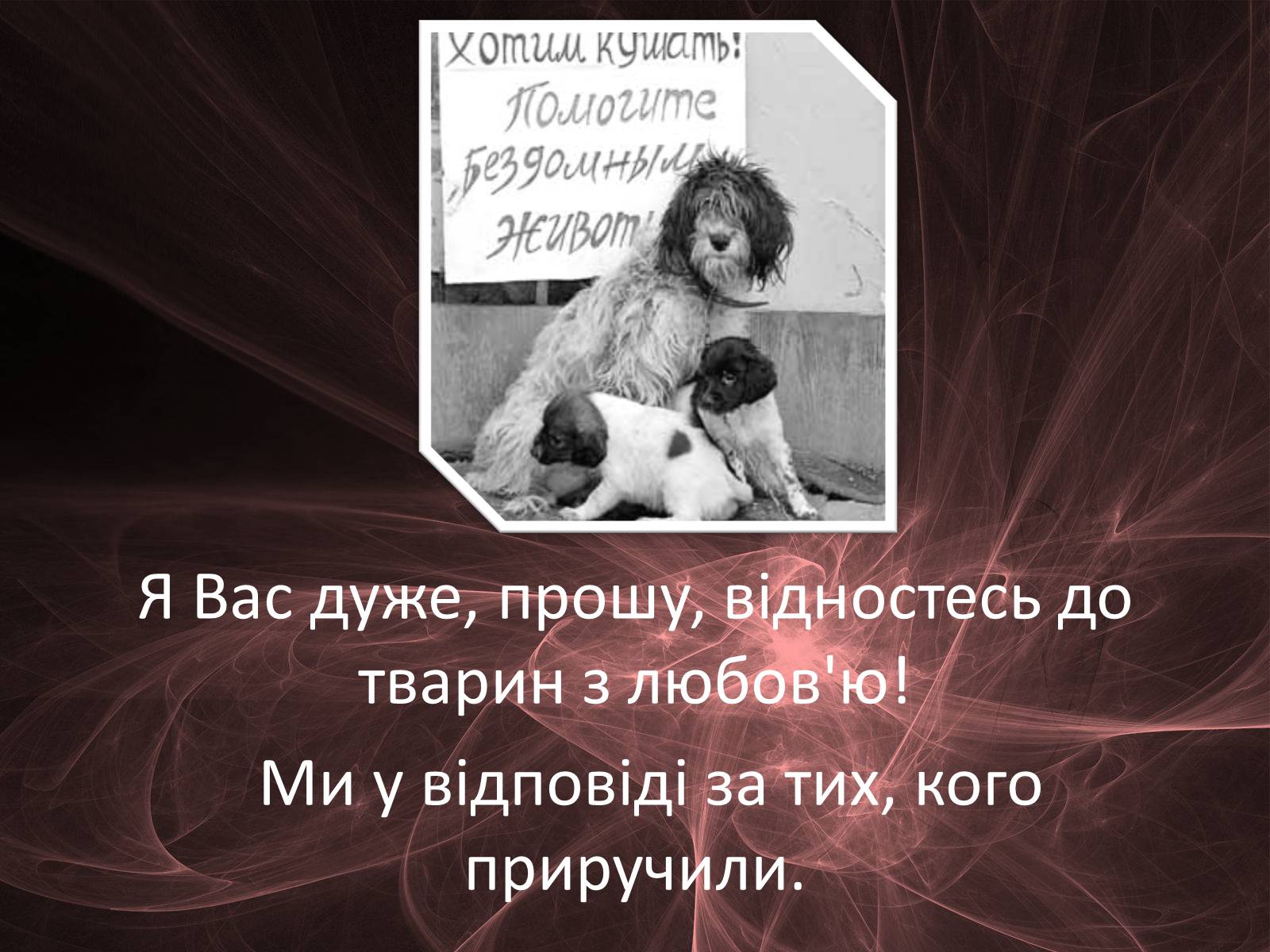 Презентація на тему «Проблема безпритульних тварин» - Слайд #29 Презентація на тему «Проблема безпритульних тварин» - Слайд #29
