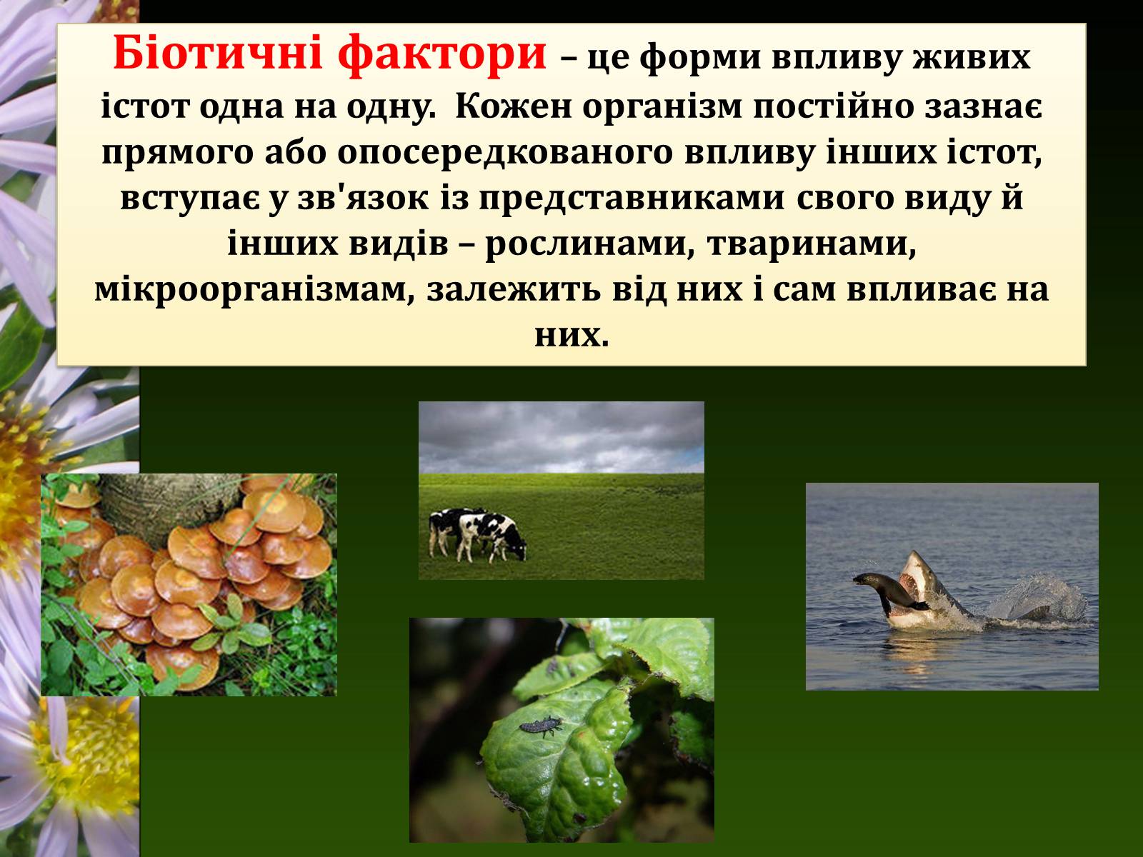 Презентація на тему «Екологічні чинники» (варіант 1) - Слайд #6 Презентація на тему «Екологічні чинники» (варіант 1) - Слайд #6