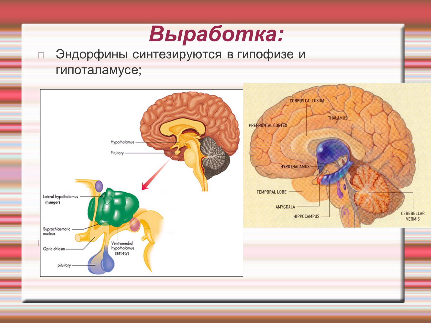 Презентація на тему «Химия эмоций» - Слайд #32 Презентація на тему «Химия эмоций» - Слайд #32