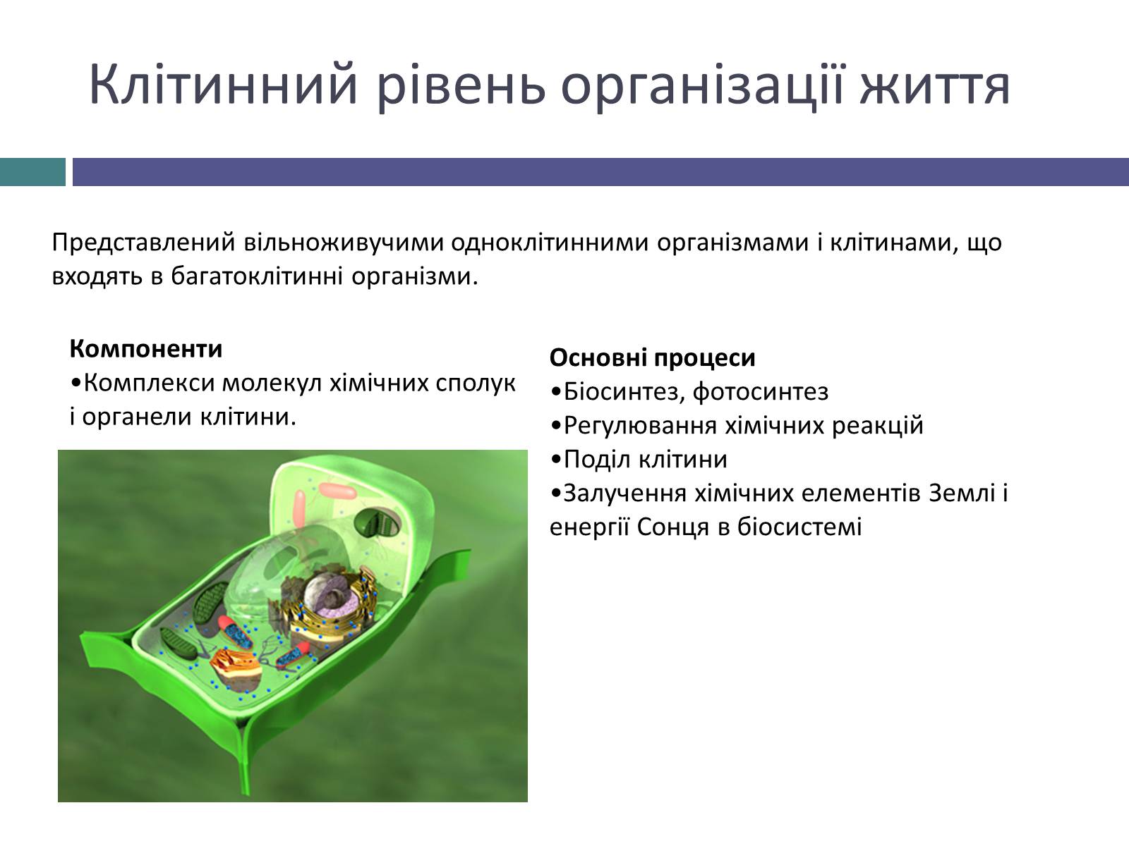 Презентація на тему «Жива природа» - Слайд #5 Презентація на тему «Жива природа» - Слайд #5