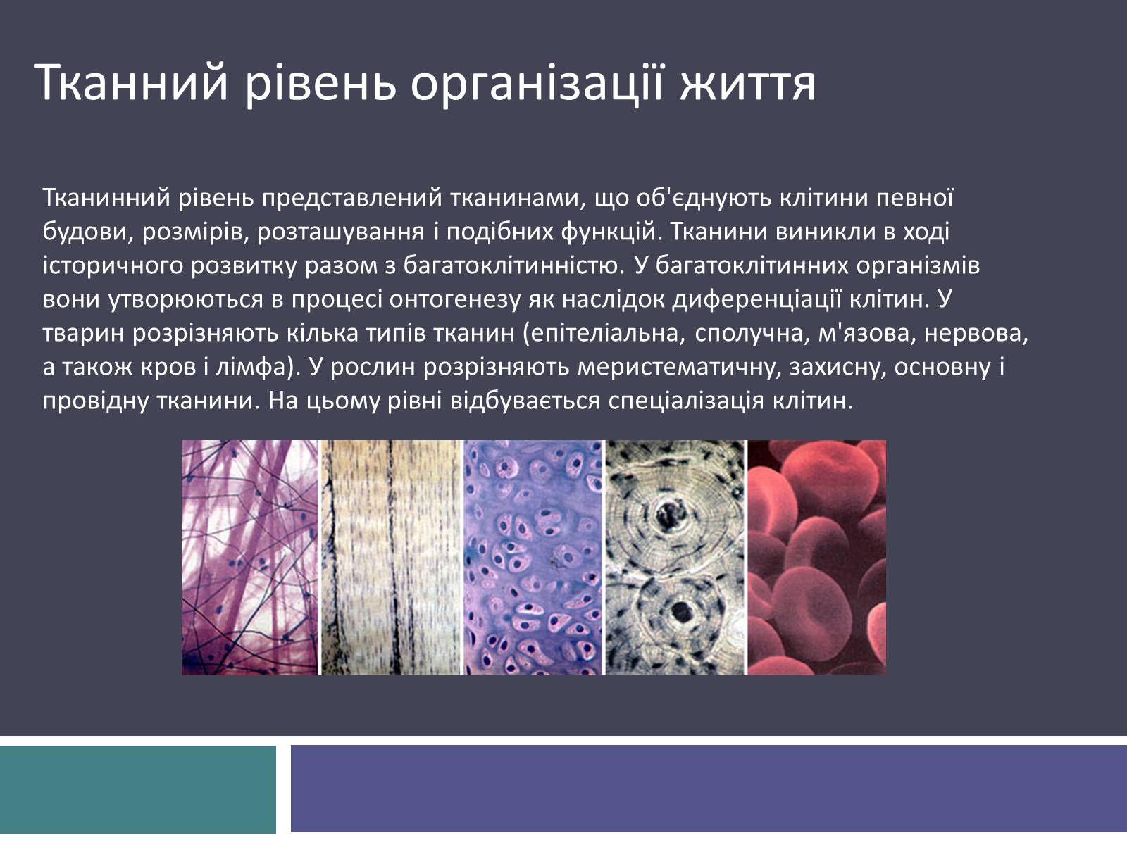 Презентація на тему «Жива природа» - Слайд #6 Презентація на тему «Жива природа» - Слайд #6