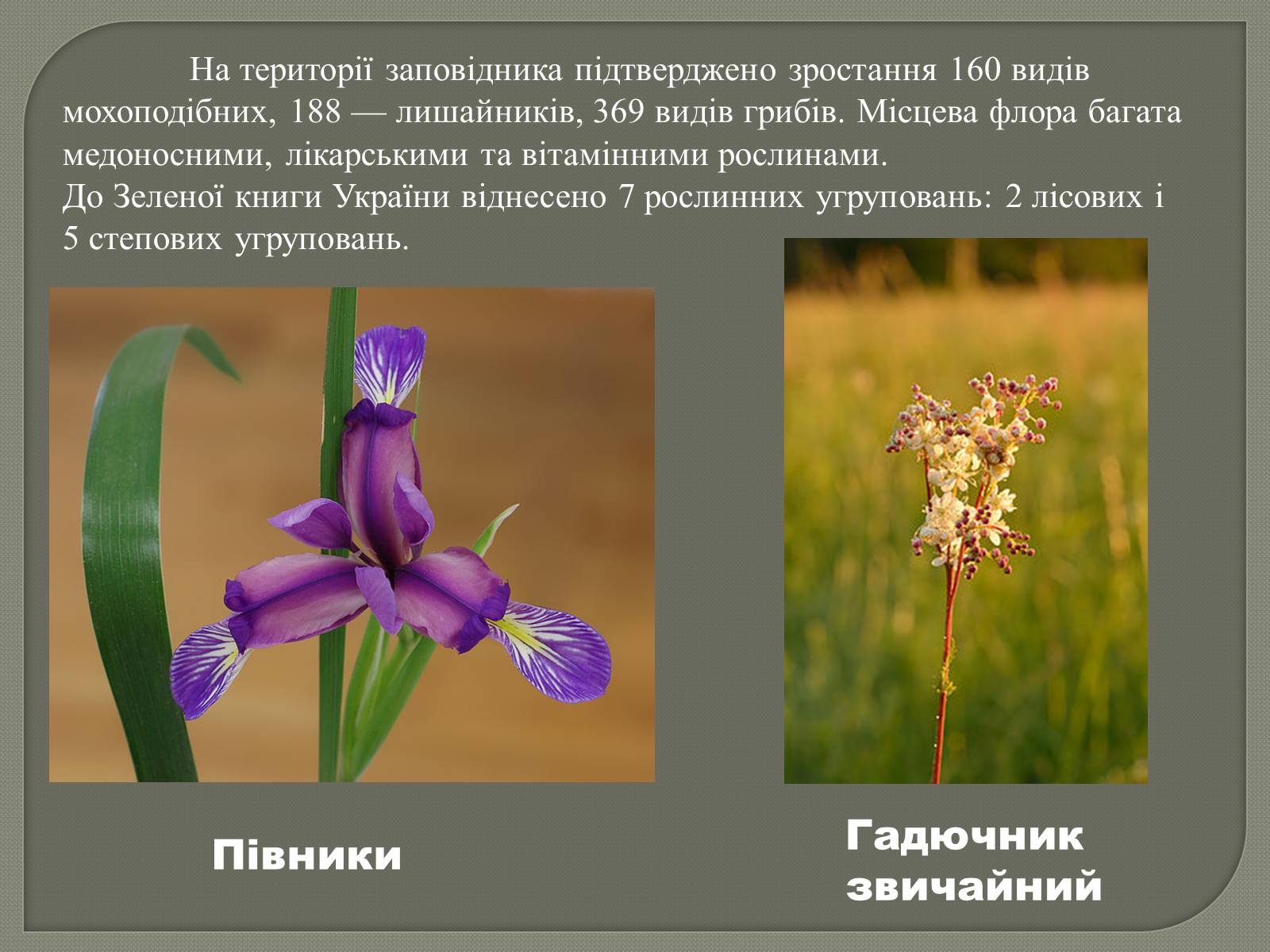 Презентація на тему «Медобори» - Слайд #12 Презентація на тему «Медобори» - Слайд #12