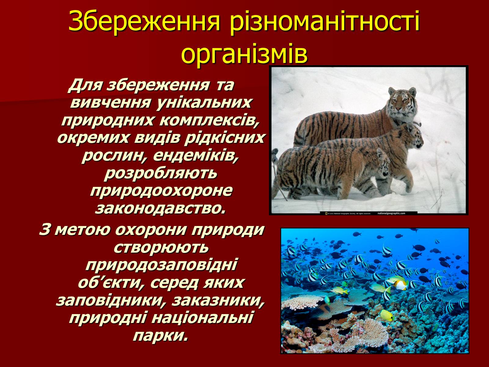 Презентація на тему «Охорона біосфери» (варіант 1) - Слайд #10 Презентація на тему «Охорона біосфери» (варіант 1) - Слайд #10
