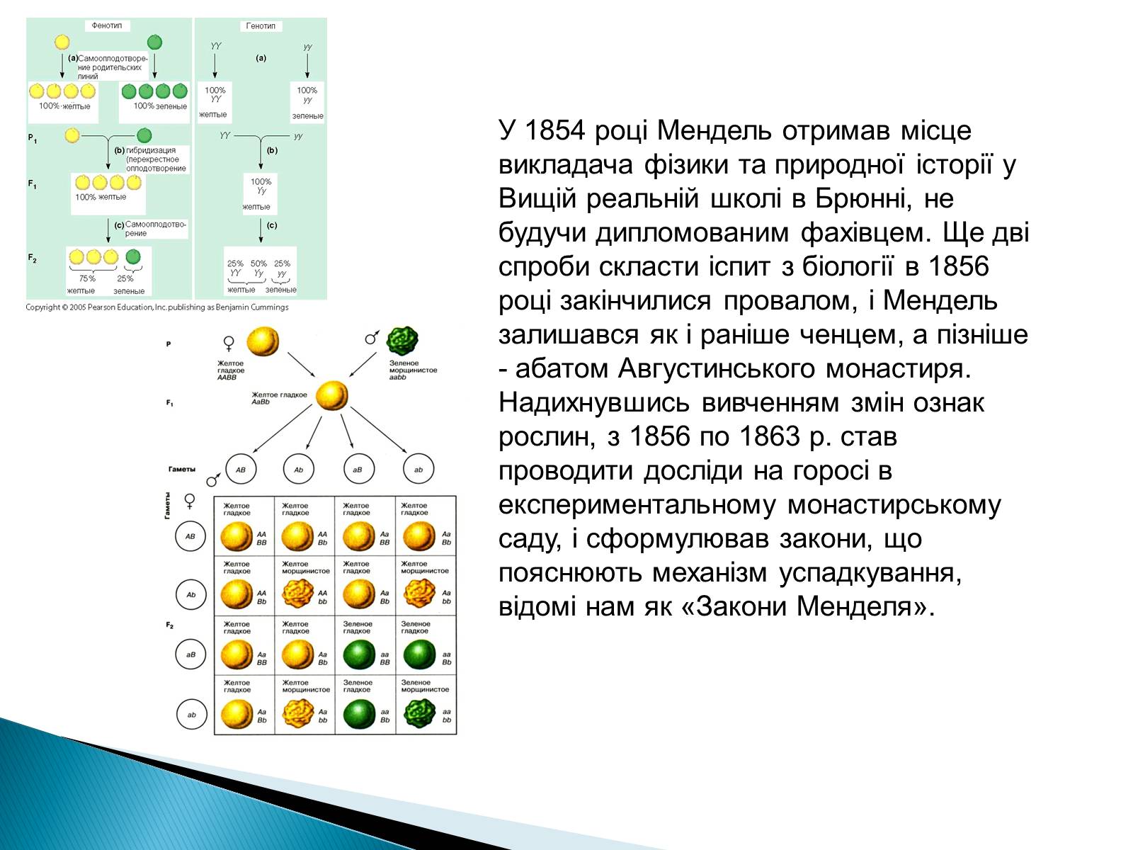 Презентація на тему «Мендель Грегор Йоганн» - Слайд #6 Презентація на тему «Мендель Грегор Йоганн» - Слайд #6